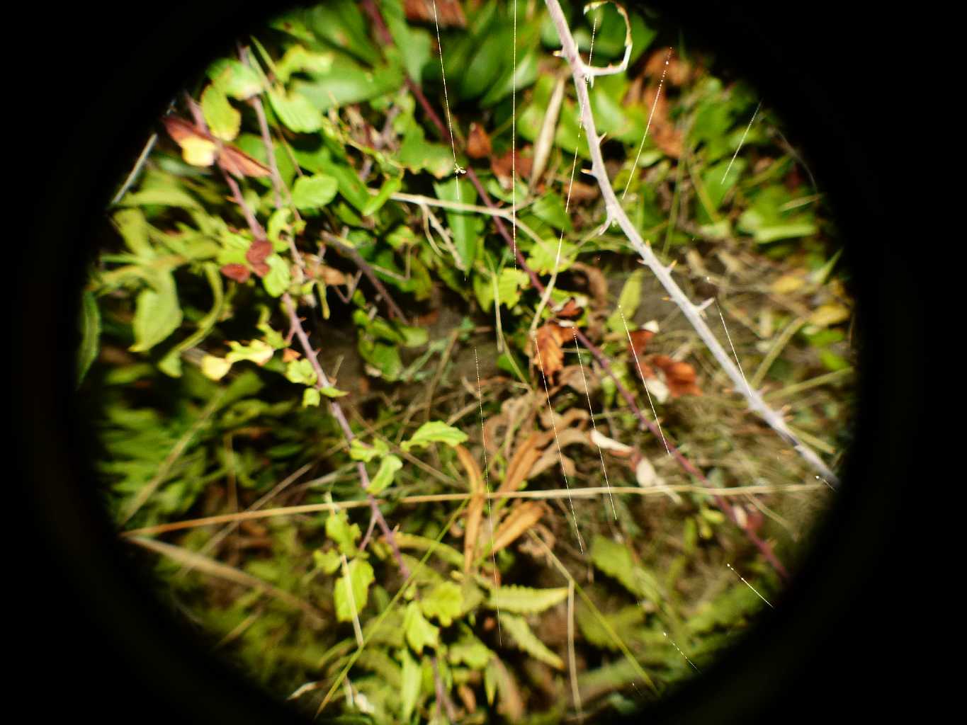 Cyrtarachne ixoides - Santa Teresa Gallura (OT)